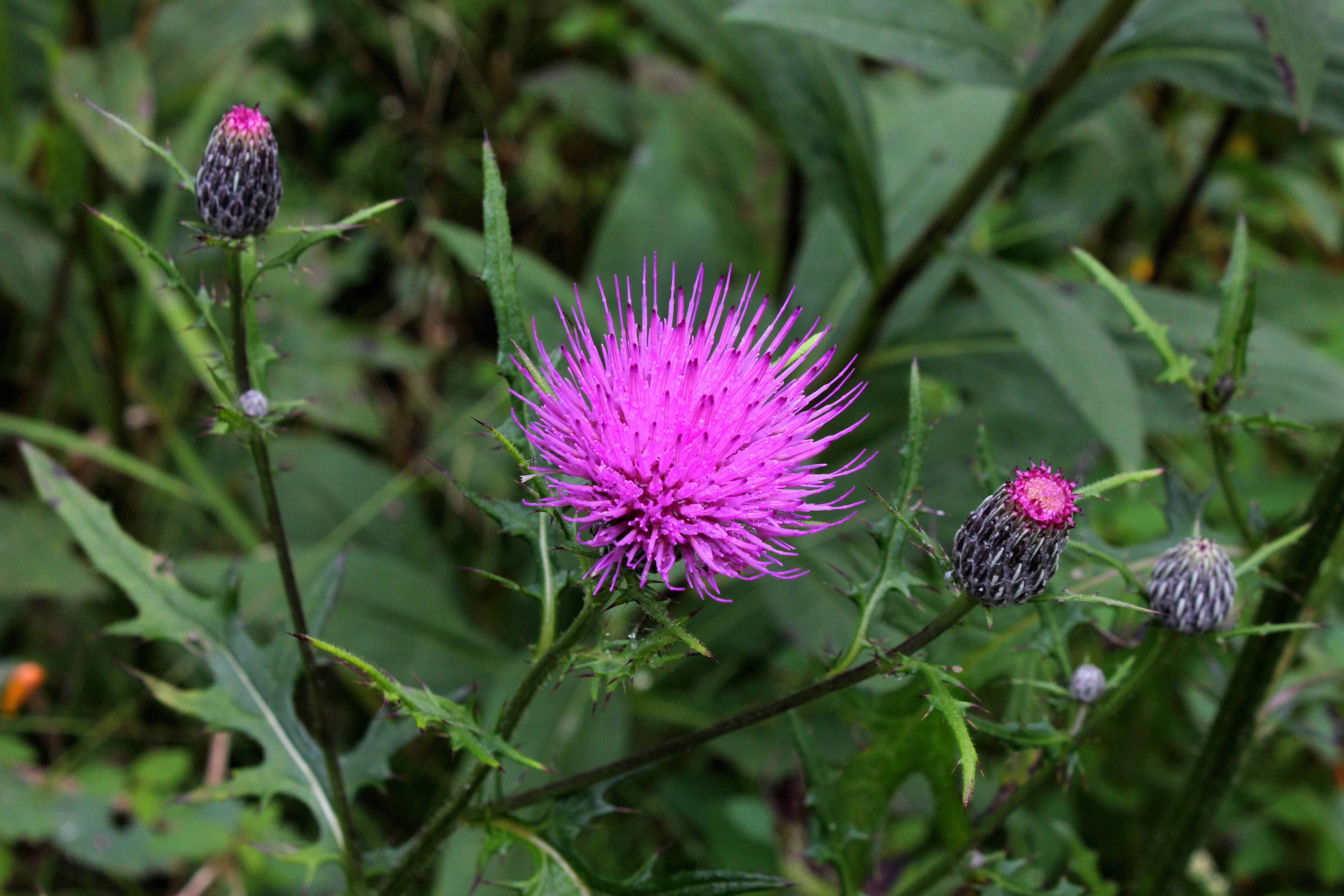 Swamp Thistle